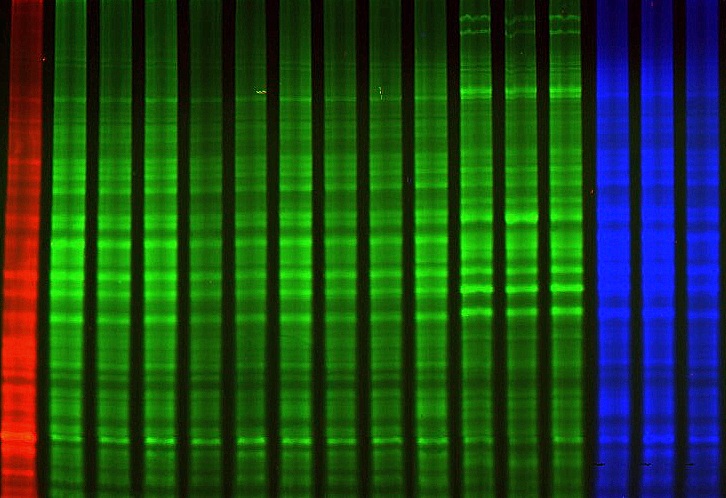 2024-03-07 1D Gel 52S Gradient - Overlay - G100 - G200 - G300BearbAS