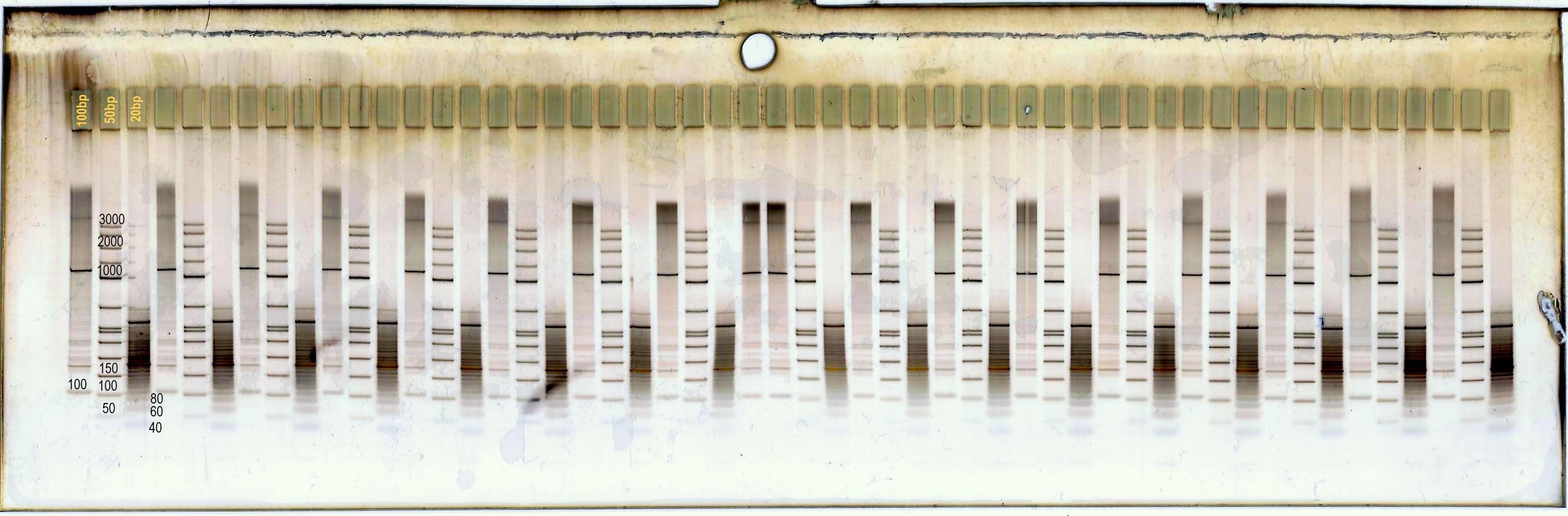 DNA-Gradient#4BearbPlus