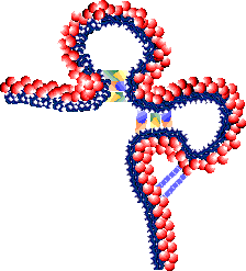 Single Stranded DNA