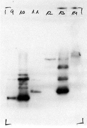 Blot with proteases