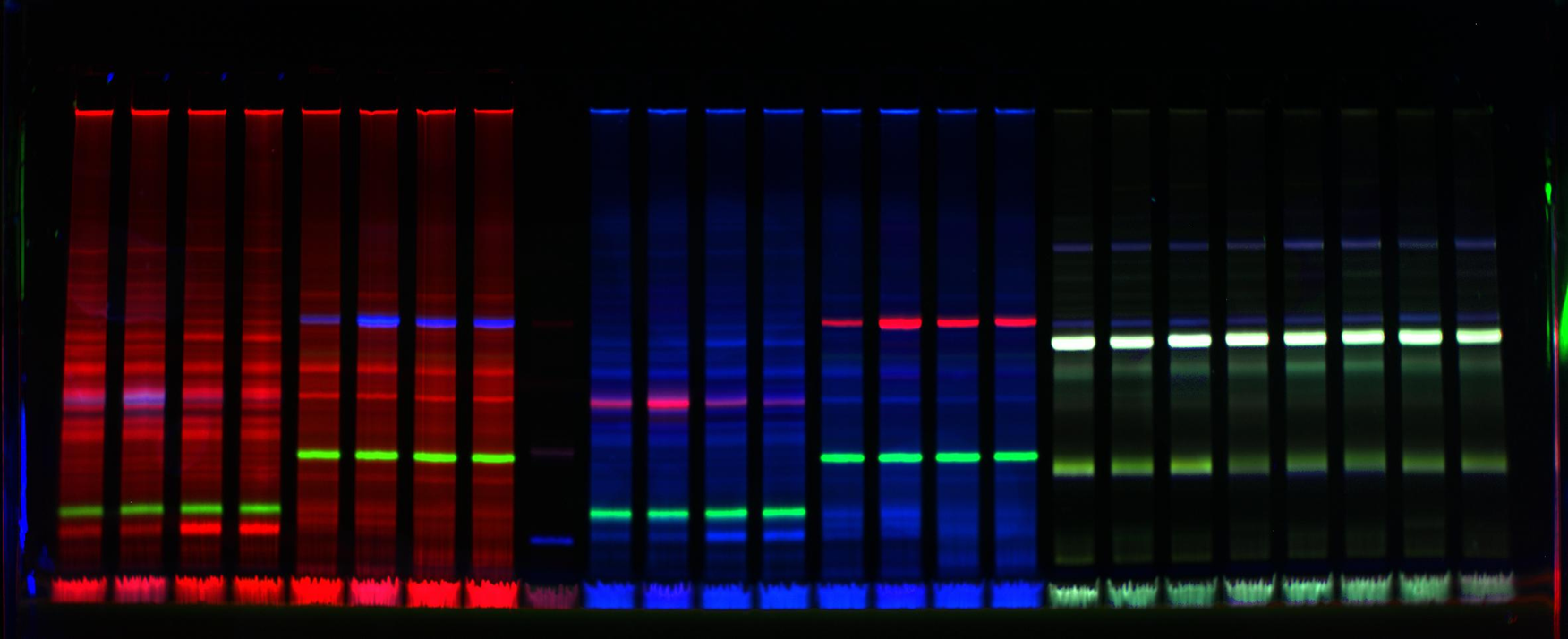 ElphoSDS-PX-3col