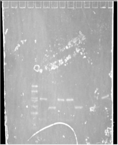 Ethidium Brimide