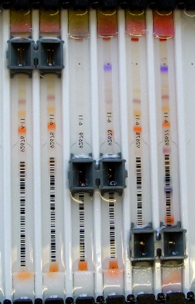 basic amphoteric colous in the strips