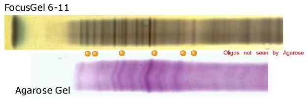 IEF: PAG versus Agarose