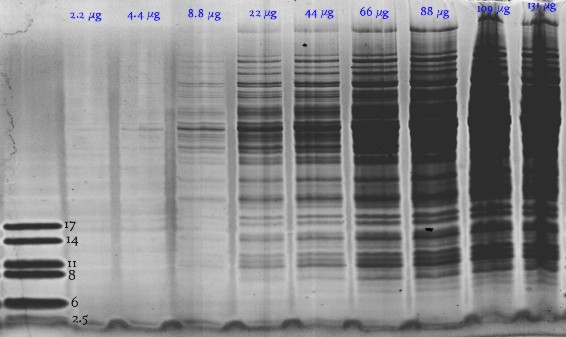 PeptidemikrogrammKlein