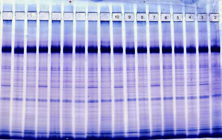 Canola; native cathodic electrophoresis, Commassie violet