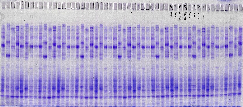 Optimized recipe: Barley-Reference-2012