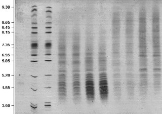 TSbasicPeptidesKlein