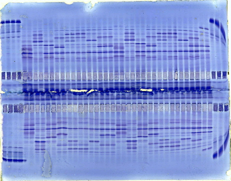 Bidirect IEF: 2 x 52 samples!