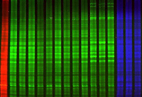  ... works on all fluorescent channels!