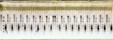 DNA-Gradient Gel: 52/104 samples in 50 min!