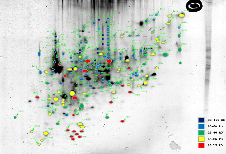 Peptide electrophoresis double-dimensional