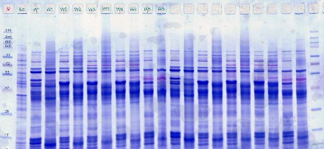 Wheat varieties in SDS-electrophoresis, EQ-type