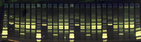 SDS-Gradient NF 25S