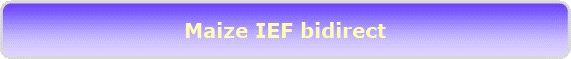 Maize IEF bidirect