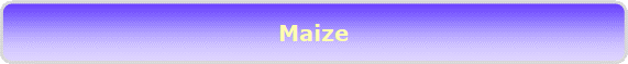 Maize