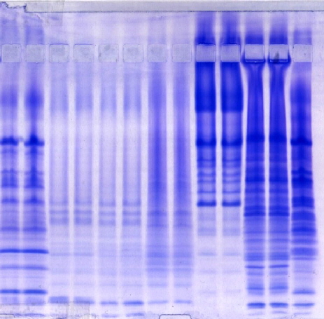 Peptides via native cathodal  electrophoresis, pH 5.5 Kit