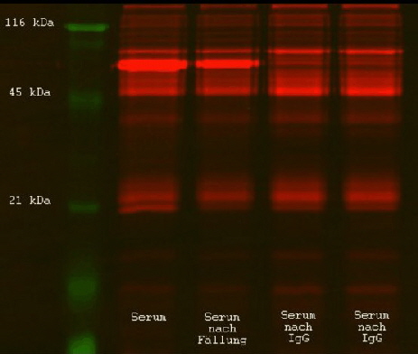 pre-electrophoresis fluorescence labelled samples