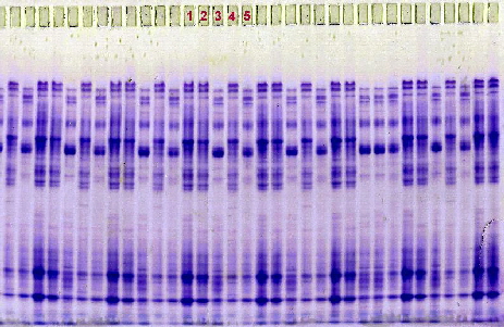 Barley varieties, native cathodal, Sortype Kit, 52 samples