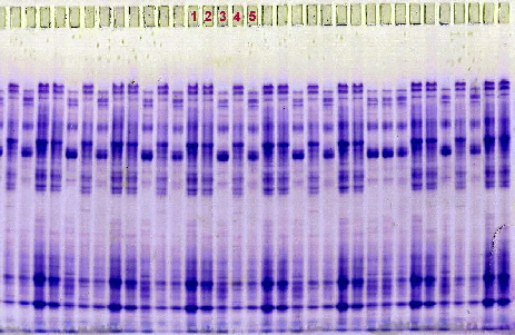 Barley varieties, native cathodal, Sortype Kit, 52 samples