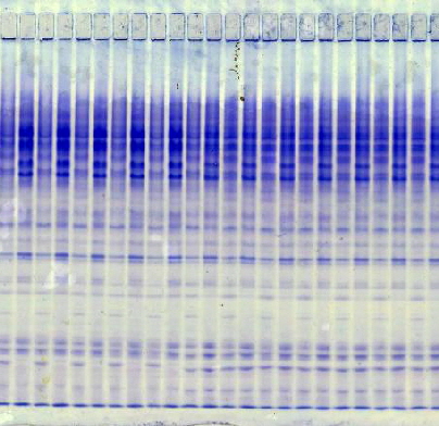 Two wheat varieties: pH 5.5