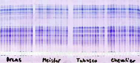 Wheat varieties, native cathodal Sortype Kit, 52 samples