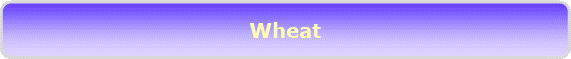 Wheat