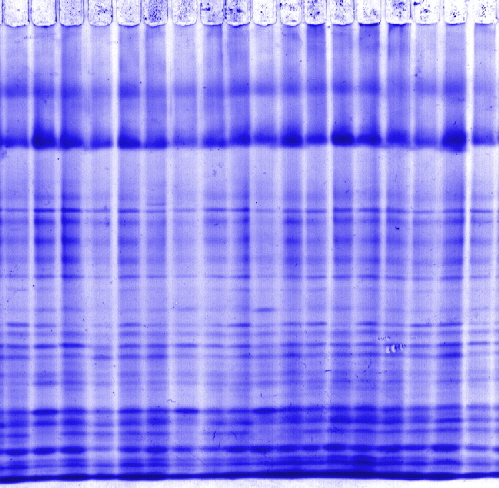  Maize; native-cathodal electrophoresis