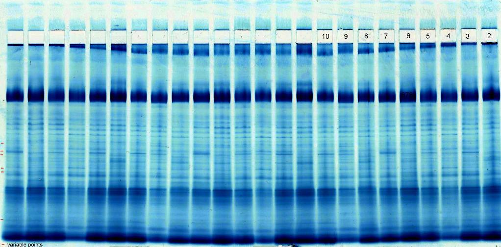 Canola; native cathodic electrophoresis, Rothi-Blue stain