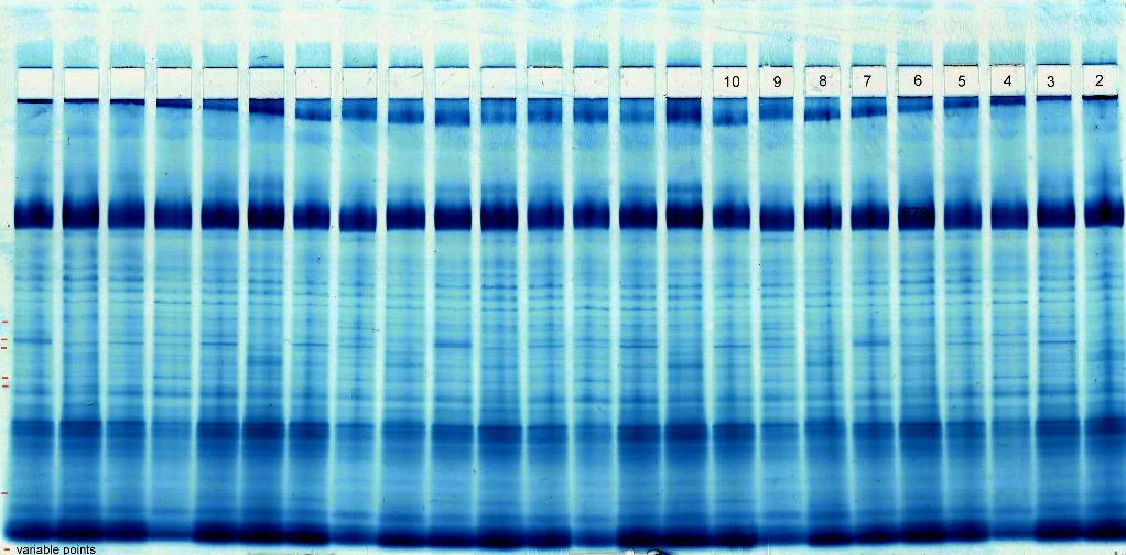 Canola; native cathodic electrophoresis, Rothi-Blue stain