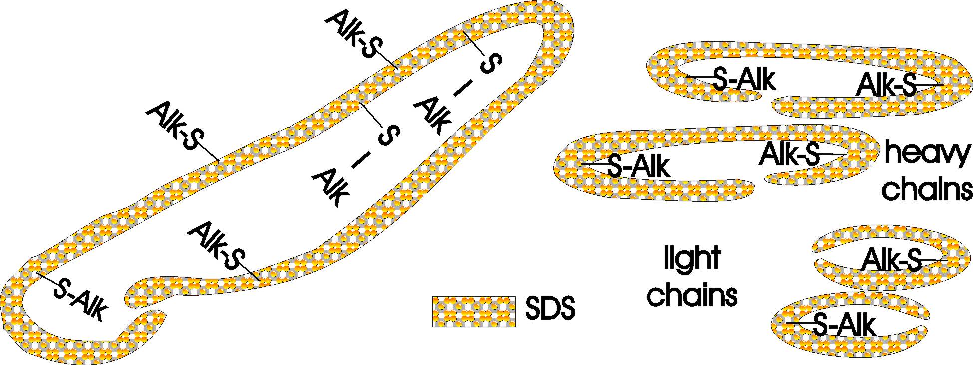 After Alkylation