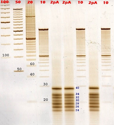 small fragments, DNA-Buffer Disc