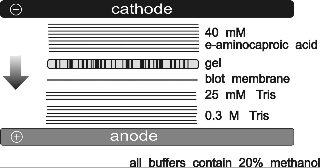 semidryklein2